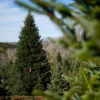 The White House’s Christmas Tree Is a Symbol of Resilience for Hurricane-Hit North Carolina Farms.